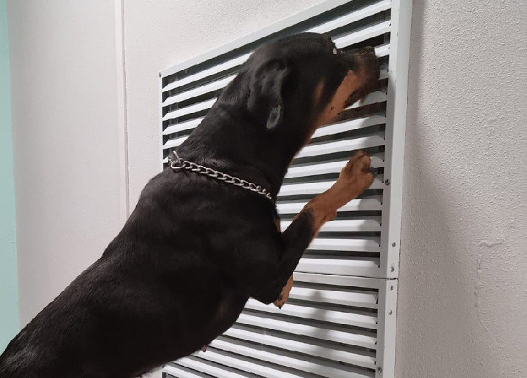 Собачье дело. Продолжение.