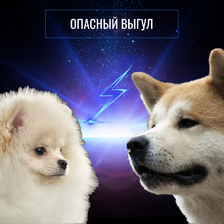 «Опасный выгул»