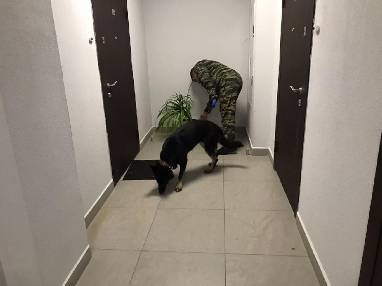 Собачье дело. Продолжение.