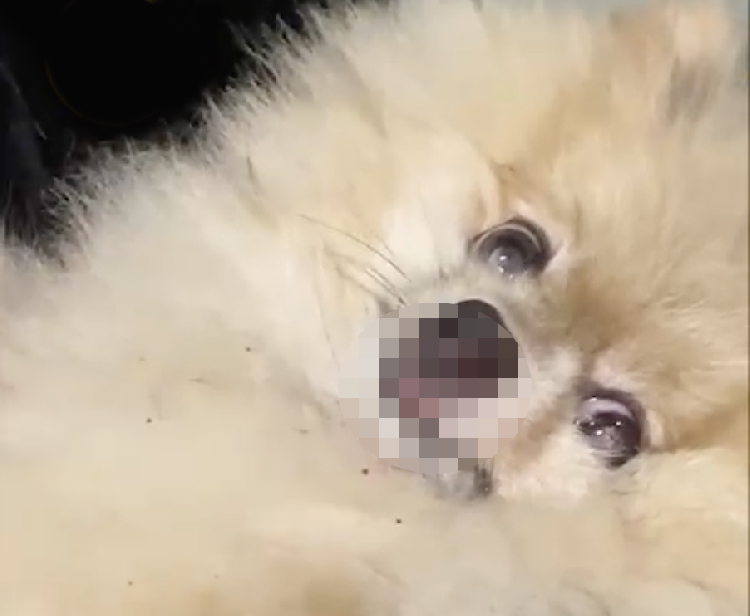 Щенок на крыше авто